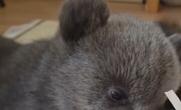 FOTO: Ľudia nerešpektujú, že malé medvedice v bojnickej Zoo , nie sú atrakcia, ošetrovateľom sa vyhrážajú a nadávajú 