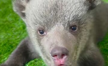 FOTO: Ľudia nerešpektujú, že malé medvedice v bojnickej Zoo , nie sú atrakcia, ošetrovateľom sa vyhrážajú a nadávajú 