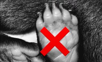 FOTO: Ľudia nerešpektujú, že malé medvedice v bojnickej Zoo , nie sú atrakcia, ošetrovateľom sa vyhrážajú a nadávajú 