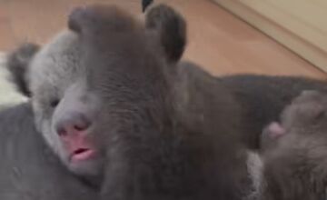 FOTO: Ľudia nerešpektujú, že malé medvedice v bojnickej Zoo , nie sú atrakcia, ošetrovateľom sa vyhrážajú a nadávajú 