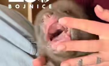 FOTO: Ľudia nerešpektujú, že malé medvedice v bojnickej Zoo , nie sú atrakcia, ošetrovateľom sa vyhrážajú a nadávajú 