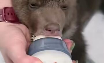 FOTO: Ľudia nerešpektujú, že malé medvedice v bojnickej Zoo , nie sú atrakcia, ošetrovateľom sa vyhrážajú a nadávajú 