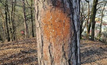 FOTO: Lesopark Brezina čelí vandalom