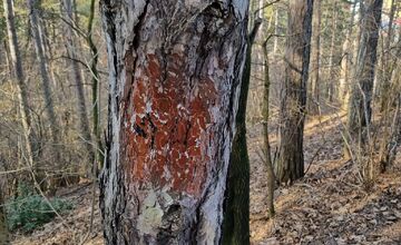 FOTO: Lesopark Brezina čelí vandalom