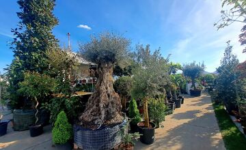 FOTO: Záhradkársky veľtrh v Trenčíne