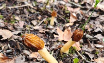 FOTO: Lesy v Trenčíne a okolí sa prebúdajú