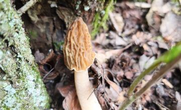 FOTO: Lesy v Trenčíne a okolí sa prebúdajú