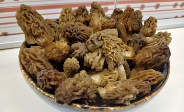 FOTO: Lesy v Trenčíne a okolí sa prebúdajú