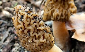 FOTO: Lesy v Trenčíne a okolí sa prebúdajú