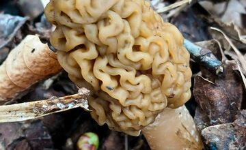 FOTO: Lesy v Trenčíne a okolí sa prebúdajú