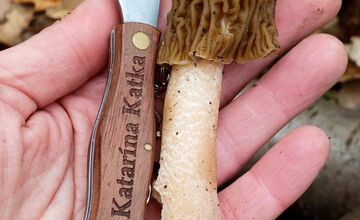 FOTO: Lesy v Trenčíne a okolí sa prebúdajú