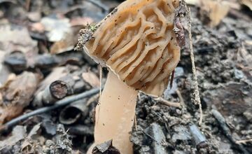 FOTO: Lesy v Trenčíne a okolí sa prebúdajú