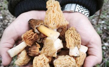 FOTO: Lesy v Trenčíne a okolí sa prebúdajú