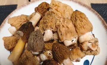 FOTO: Lesy v Trenčíne a okolí sa prebúdajú