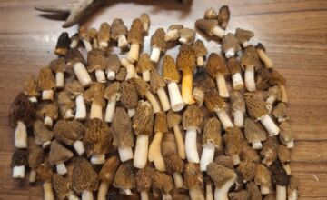 FOTO: Lesy v Trenčíne a okolí sa prebúdajú