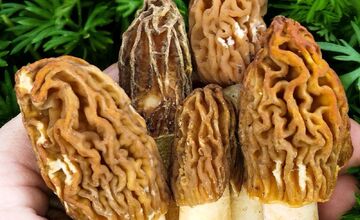 FOTO: Lesy v Trenčíne a okolí sa prebúdajú