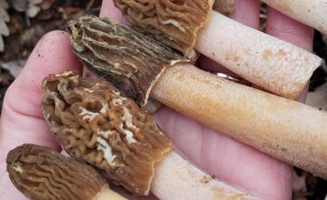 FOTO: Lesy v Trenčíne a okolí sa prebúdajú