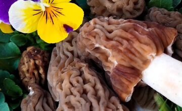 FOTO: Lesy v Trenčíne a okolí sa prebúdajú