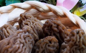 FOTO: Lesy v Trenčíne a okolí sa prebúdajú