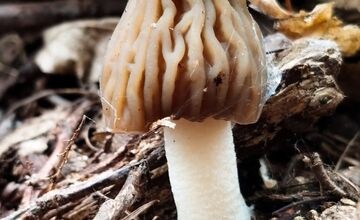 FOTO: Lesy v Trenčíne a okolí sa prebúdajú