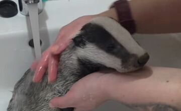 FOTO: Jazvec potreboval kúpeľ predpísaný od veterinára 