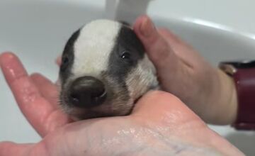 FOTO: Jazvec potreboval kúpeľ predpísaný od veterinára 