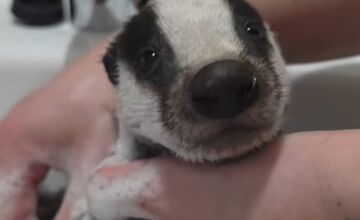 FOTO: Jazvec potreboval kúpeľ predpísaný od veterinára 