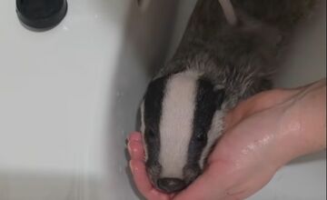 FOTO: Jazvec potreboval kúpeľ predpísaný od veterinára 