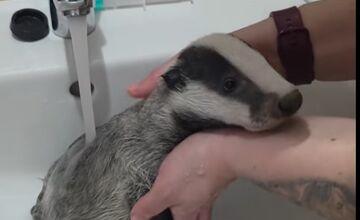 FOTO: Jazvec potreboval kúpeľ predpísaný od veterinára 