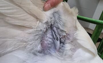 FOTO: Zoo Bojnice vypustila späť do prírody unikátnu labuť 