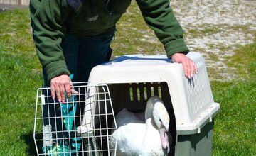 FOTO: Zoo Bojnice vypustila späť do prírody unikátnu labuť 