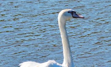 FOTO: Zoo Bojnice vypustila späť do prírody unikátnu labuť 