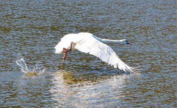 FOTO: Zoo Bojnice vypustila späť do prírody unikátnu labuť 