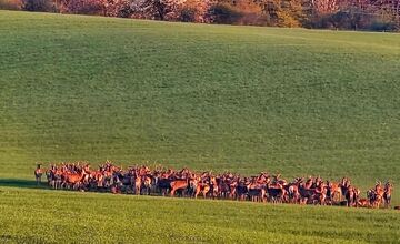 FOTO: Martin zachytil nad Trenčianskymi Stankovcami veľké stádo zveri