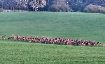 FOTO: Martin zachytil nad Trenčianskymi Stankovcami veľké stádo zveri