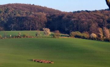 FOTO: Martin zachytil nad Trenčianskymi Stankovcami veľké stádo zveri