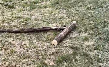 FOTO: Vandali poškodili a znehodnotili novú ohradu pre kravy v katastri obce Melčice v novom meste nad Váhom