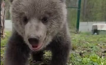 FOTO: Medvedicám sa s zoo Bojnice dobre darí, začali sa hrať už aj vonku