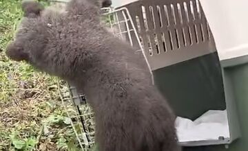 FOTO: Medvedicám sa s zoo Bojnice dobre darí, začali sa hrať už aj vonku