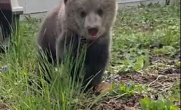 FOTO: Medvedicám sa s zoo Bojnice dobre darí, začali sa hrať už aj vonku