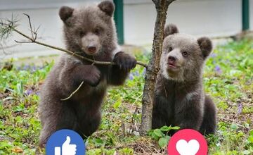 FOTO: Pomôžte vybrať mená dvom malým medvedicám v ZOO Bojnice 