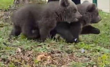FOTO: Pomôžte vybrať mená dvom malým medvedicám v ZOO Bojnice 