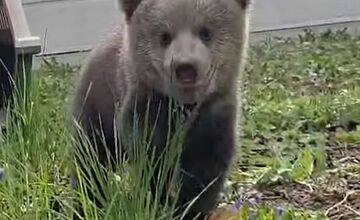 FOTO: Pomôžte vybrať mená dvom malým medvedicám v ZOO Bojnice 