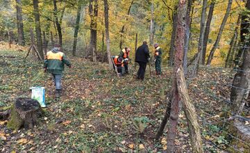 FOTO: Na Brezine prebieha pravidelná údržba drevín 