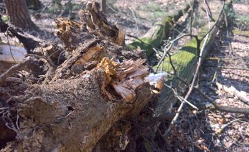 FOTO: Na Brezine prebieha pravidelná údržba drevín 