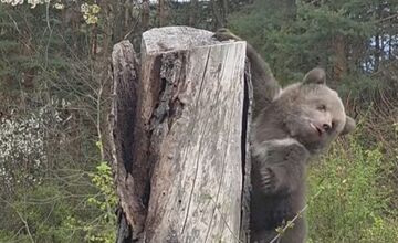 FOTO: Medvedice už dostali v hlasovaní svoje mená 