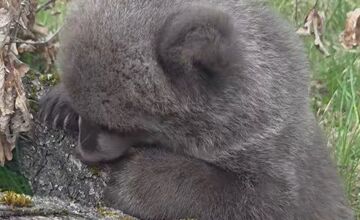 FOTO: Medvedice už dostali v hlasovaní svoje mená 