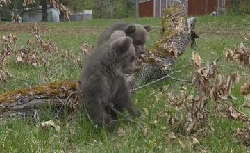 FOTO: Medvedice už dostali v hlasovaní svoje mená 