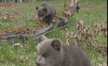 FOTO: Medvedice už dostali v hlasovaní svoje mená 