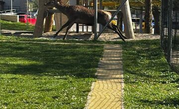 FOTO: Srna prekvapila Južanov v Trenčíne pri detskom ihrisku 